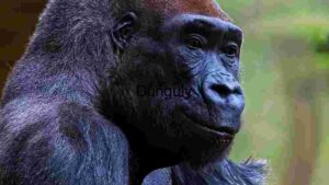 At Home Majestic Gorilla in Natural Habitat
