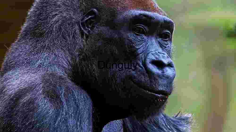 Experience the untamed majesty of wildlife in thrilling animal encounters (14) Majestic Gorilla in Natural Habitat