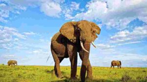 At Home Majestic Elephants Roaming the African Savanna