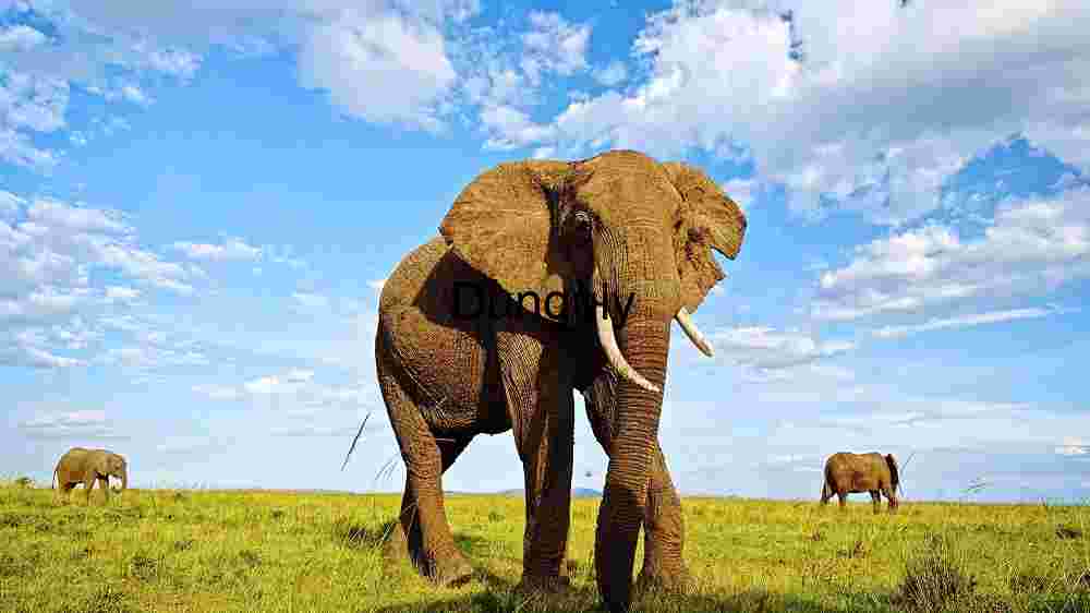 Experience the untamed majesty of wildlife in thrilling animal encounters (18) Majestic Elephants Roaming the African Savanna