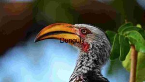 Majestic Yellow-Billed Hornbill