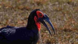At Home Majestic Ground Hornbill in Natural Habitat