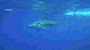 At Home Great White Shark in the Deep Blue Sea