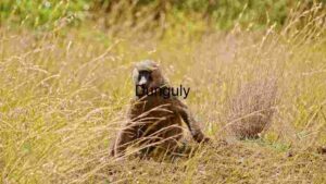 At Home Serenity in the Savannah: A Baboon’s Quiet Moment