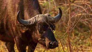 At Home Majestic African Buffalo in Natural Habitat