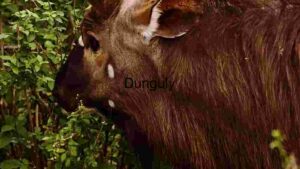At Home Gentle Giant in the Greenery: A Close Encounter with a Wild Deer