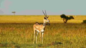 At Home Graceful Gazelle on the Savanna
