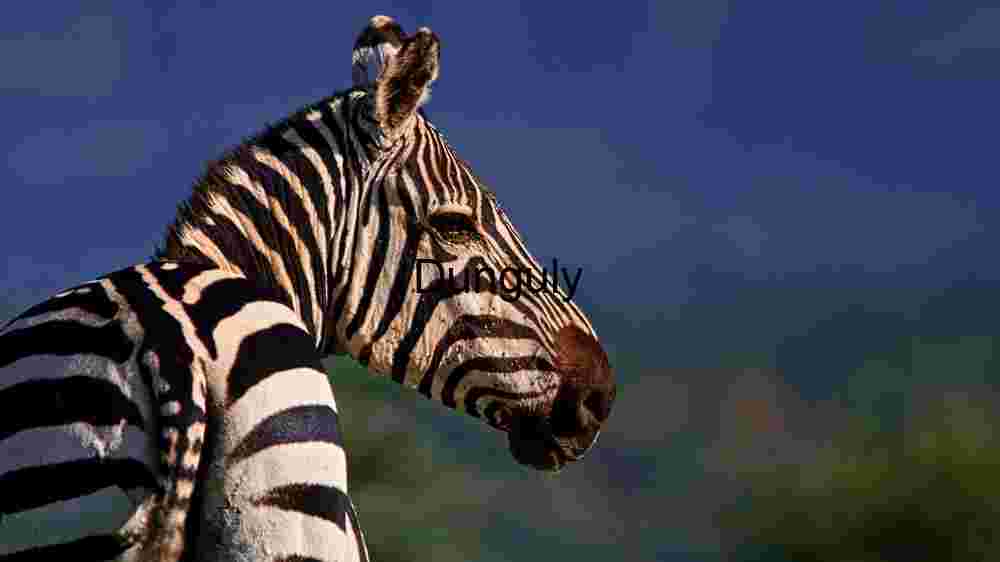 Experience the untamed majesty of wildlife in thrilling animal encounters (39) Majestic Zebra in Natural Habitat