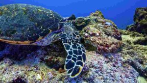 At Home Serene Underwater Ecosystem: A Hawksbill Turtle’s Habitat