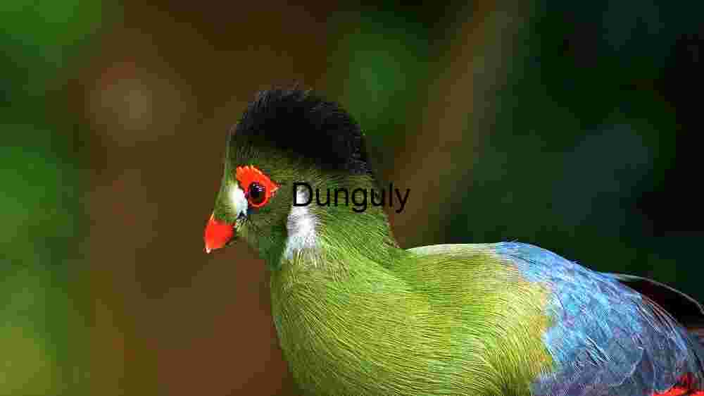 Experience the untamed majesty of wildlife in thrilling animal encounters (5) Vibrant Turaco - A Study in Avian Elegance