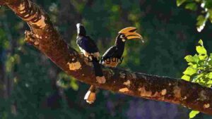 At Home Majestic Hornbills Perched in Natural Habitat