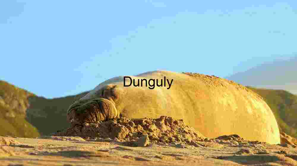Experience the untamed majesty of wildlife in thrilling animal encounters (51) Serene Slumber on Sandy Shores