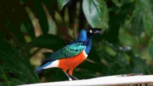 At Home Vibrant Avian Splendor