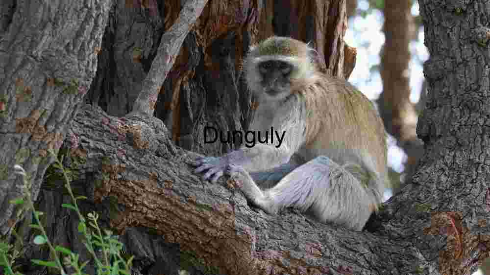 Experience the untamed majesty of wildlife in thrilling animal encounters (57) Serene Vervet Monkey in Natural Habitat