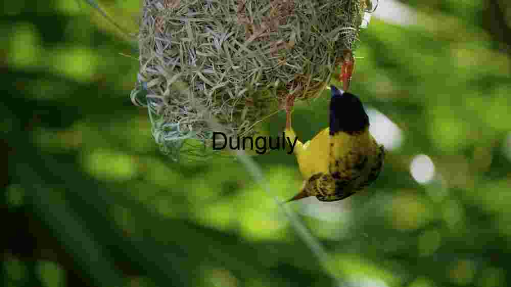Experience the untamed majesty of wildlife in thrilling animal encounters (59) Intricate Nesting: A Weaver Bird at Work