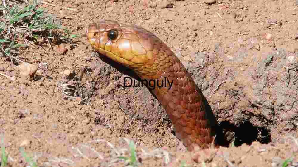 Experience the untamed majesty of wildlife in thrilling animal encounters (65) Cape Cobra Emerging from Burrow