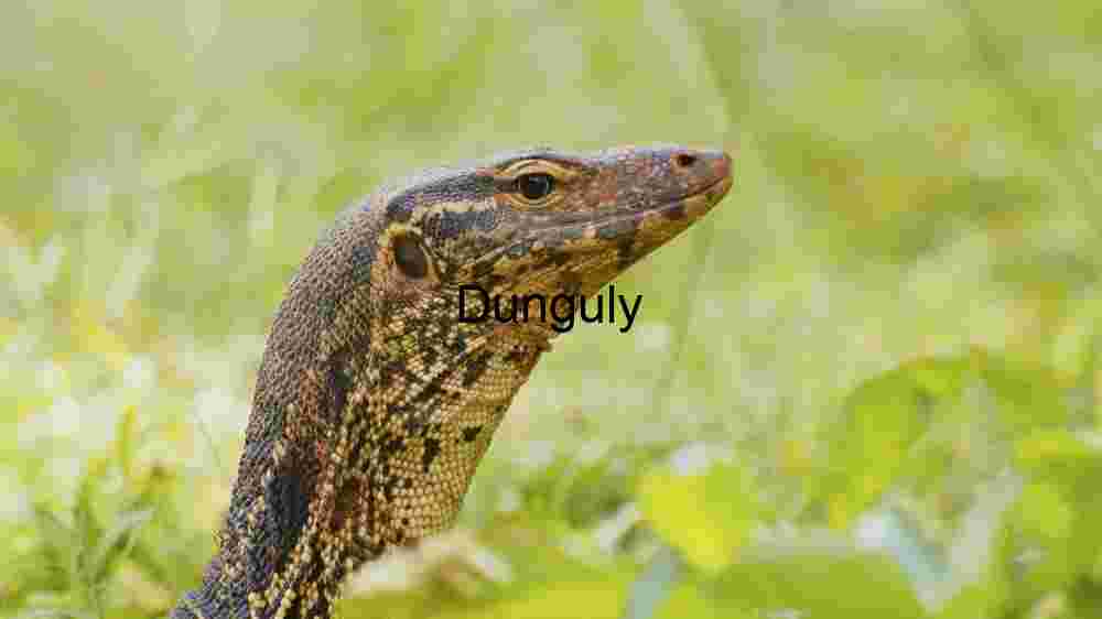 Experience the untamed majesty of wildlife in thrilling animal encounters (70) Majestic Monitor Lizard in Natural Habitat