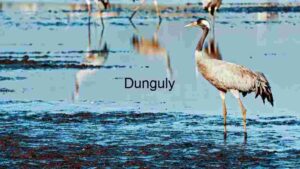 Elegance in the Wetlands