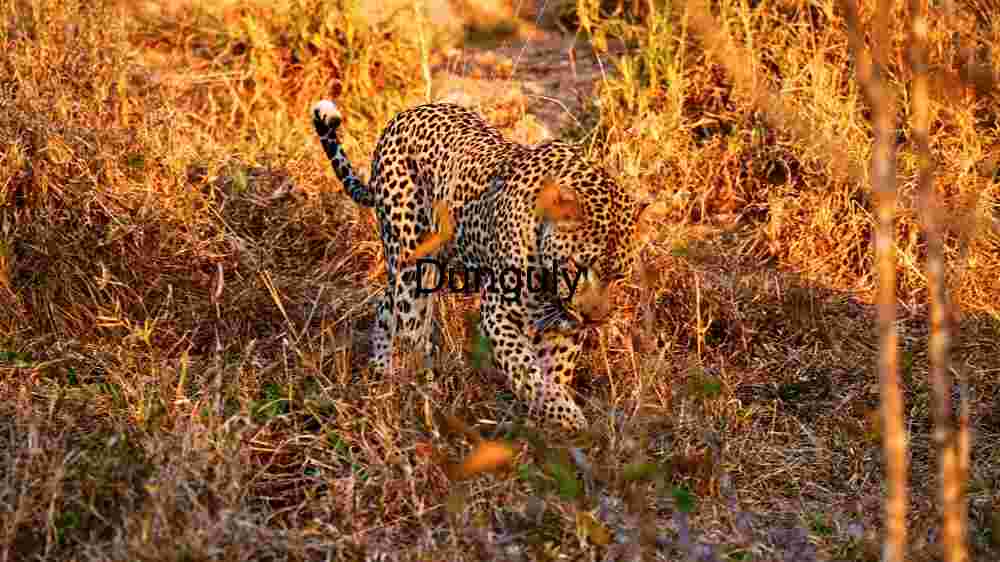 Experience the untamed majesty of wildlife in thrilling animal encounters (81) Stealth in the Savannah