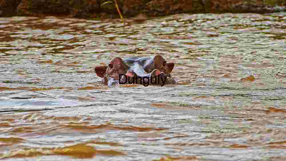Experience the untamed majesty of wildlife in thrilling animal encounters (86) Submerged Serenity: A Hippopotamus in Repose