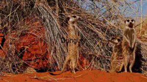 Alert Meerkats in Their Natural Habitat
