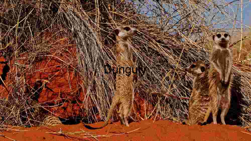 Experience the untamed majesty of wildlife in thrilling animal encounters (93) Alert Meerkats in Their Natural Habitat