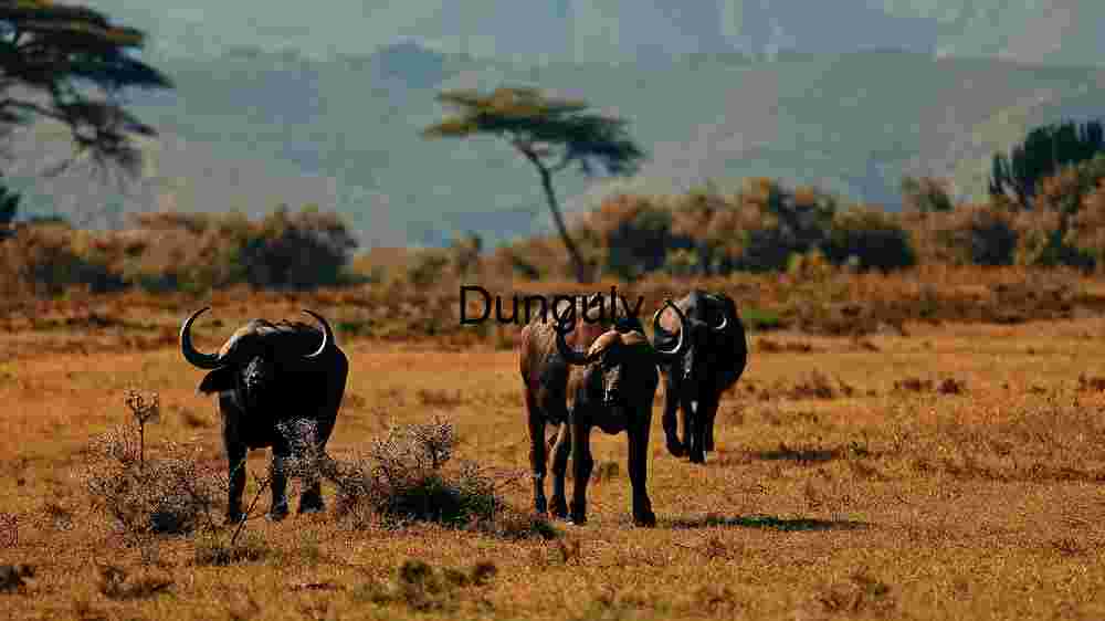 Experience the untamed majesty of wildlife in thrilling animal encounters (96) Savanna Sojourn: A Glimpse of African Wildlife