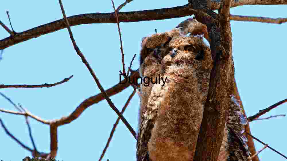 Experience the untamed majesty of wildlife in thrilling animal encounters (98) Curious Owlet Perched in Daylight