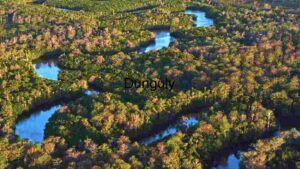 At Home Aerial View of Serpentine River in Dense Forest