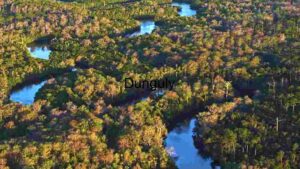 At Home Serpentine River through Lush Forest