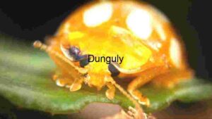 At Home Macro Photography of a Golden Ladybug on a Leaf
