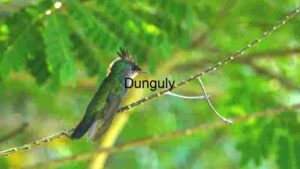 At Home Emerald Splendor: A Hummingbird’s Quiet Moment