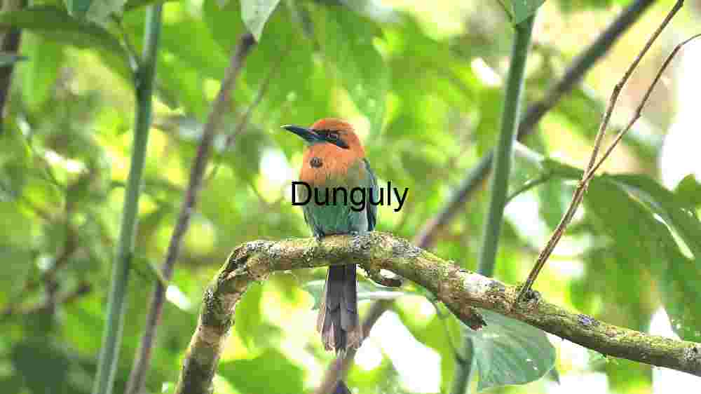 Capture the ethereal beauty of our planet from above through the lens of aerial photography, revealing the untouched splendor of its natural landscapes (5) Vibrant Solitude: A Broad-billed Motmot in its Natural Habitat