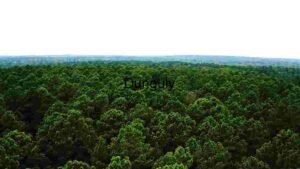 At Home Expansive Forest Canopy