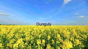 At Home Golden Splendor: A Vast Canola Field Under a Clear Blue Sky