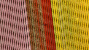 At Home Vibrant Spectrum of Textured Stripes