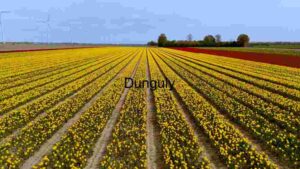 At Home Vibrant Tulip Fields and Wind Turbines