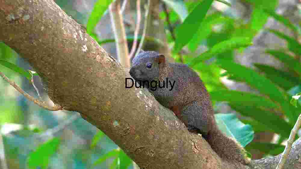 Witness Earth's innate splendor from above. Explore and professionally capture its natural beauty (3) Squirrel in its Natural Habitat