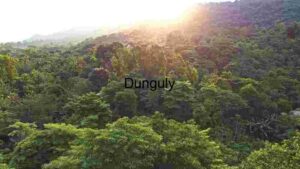At Home Tropical Forest Sunrise