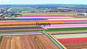 At Home Aerial View of Colourful Tulip Fields