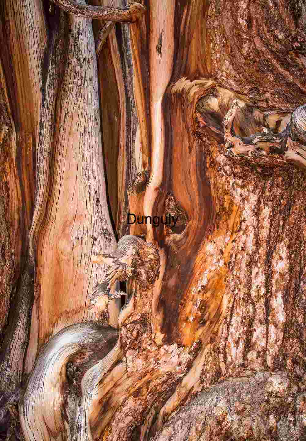 Bark_detail_2_Ancient_Bristlecone_Pine_Forest_White_Mountains Ancient Bristlecone Pine Bark Detail