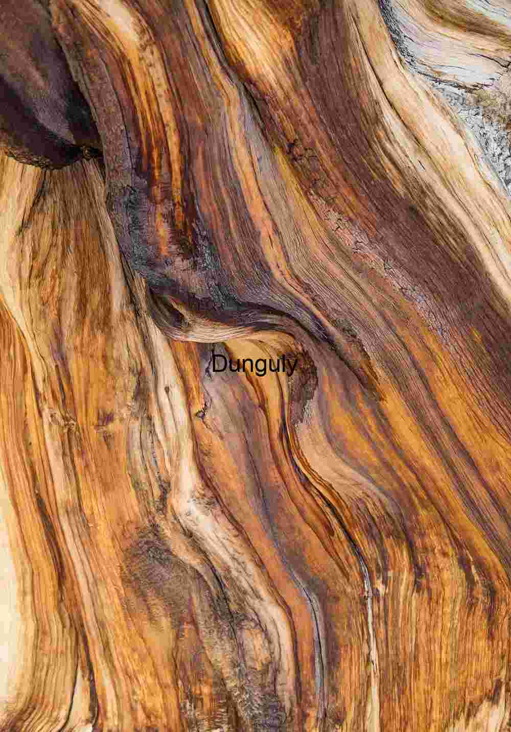 Bark_detail_3_Ancient_Bristlecone_Pine_Forest_White_Mountains Intricate Wood Grain Patterns
