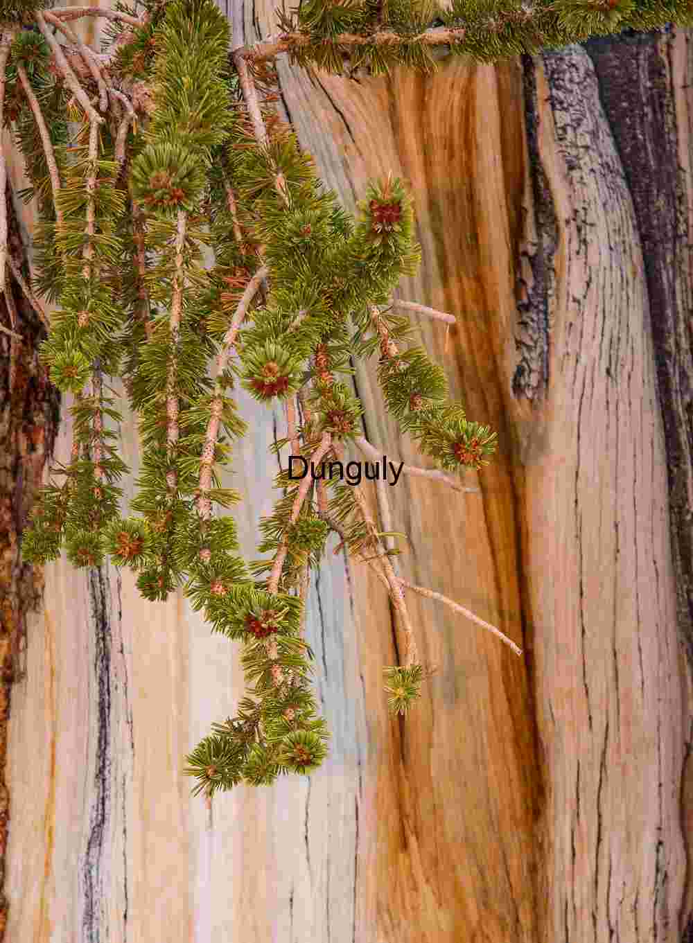 Bark_detail_4_Ancient_Bristlecone_Pine_Forest_White_Mountains Close-Up of Pine Branch Against Textured Tree Bar