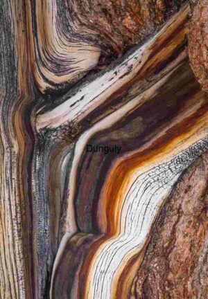 Intricate Patterns in Tree Bark