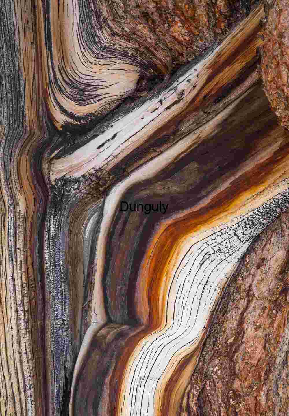 Bark_detail_5_Ancient_Bristlecone_Pine_Forest_White_Mountains Intricate Patterns in Tree Bark