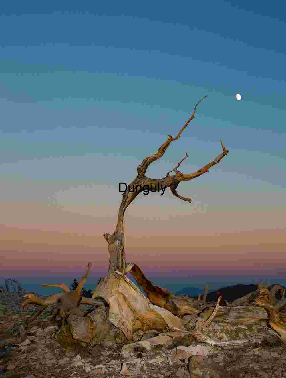 Bent snag_fill-flash_with_Earthshadow_and_moon_Patriarch_Grove_White Mountains Moonlit Desert Landscape with Ancient Tree