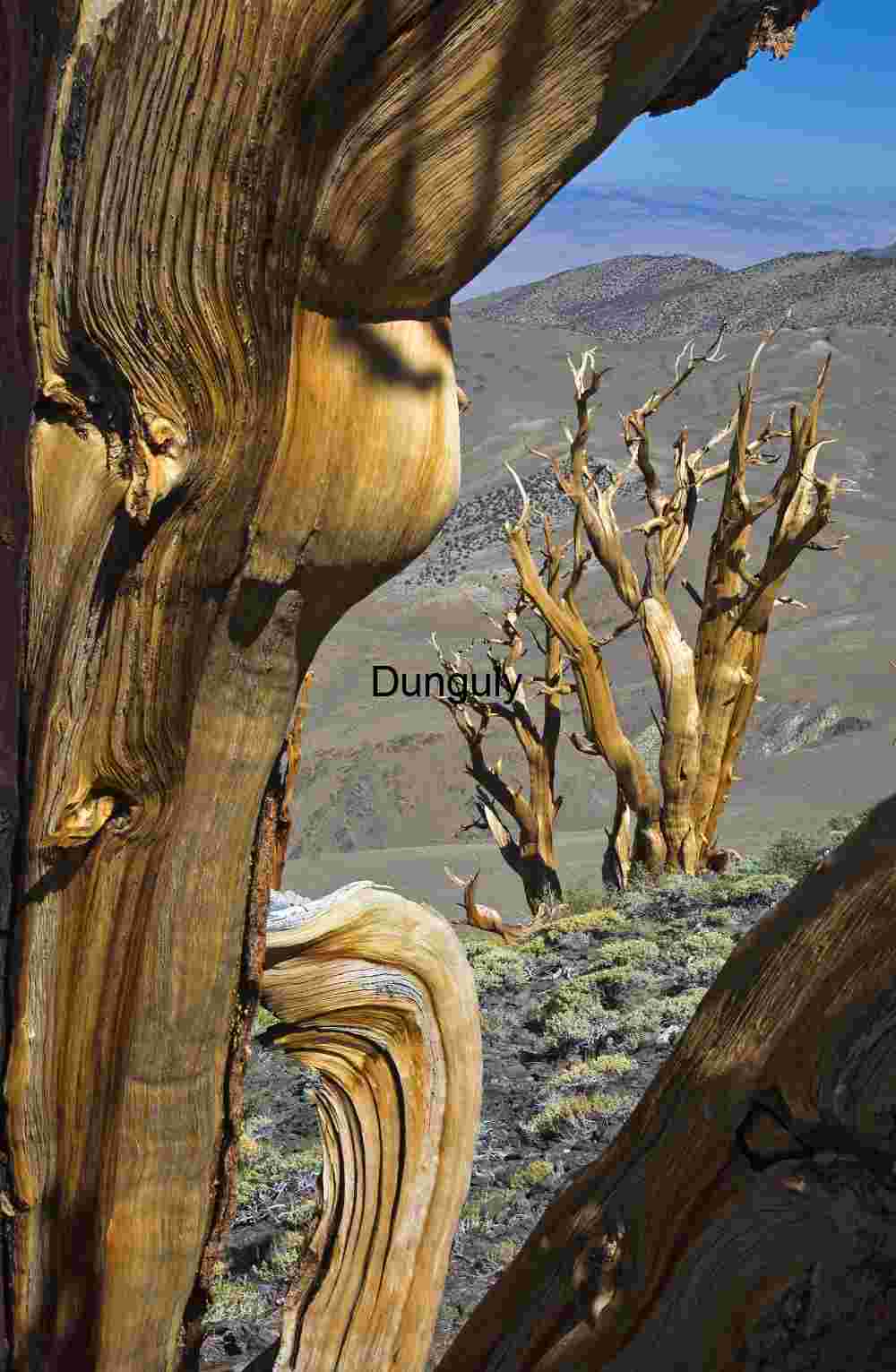 Bristlecone_frame_Bristlecone_Pine_Forest_White Mountain Ancient Bristlecone Pine Trees in the Mountains