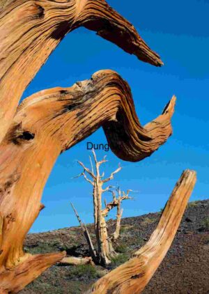 Twisted Ancient Trees Against a Clear Blue Sky