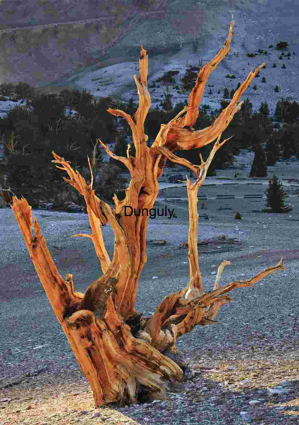 Bristlecone_pine_by_reflected_light Ancient Bristlecone Pine in Rocky Landscape
