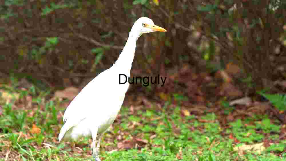 Experience Earth's natural splendor from above. Explore its innate beauty through professional capture (35) Elegant White Egret in Natural Habitat